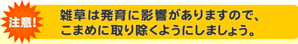 雑草は発育に影響があります