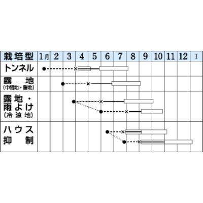 画像2: [トマト/桃太郎系]　送料無料！　桃太郎　T93　1000粒 2L ペレット種子 　タキイ種苗（株）