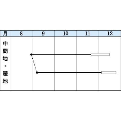 画像2: 送料無料　[白菜]　新あづま　2.2ml　タキイ種苗(株)　DF