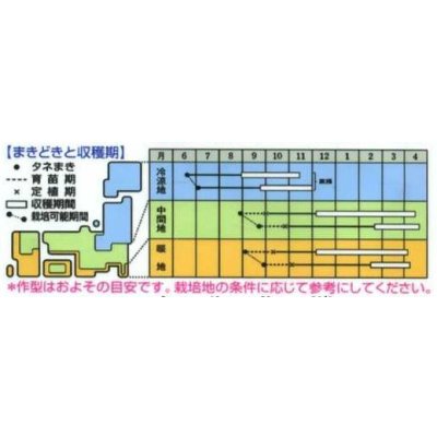 画像2: 送料無料　紅菜苔　約2000粒　(株)サカタのタネ　実咲250（002995）