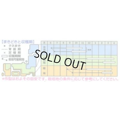 画像2: 送料無料　[中国野菜]　紅菜苔　約2000粒　(株)サカタのタネ　実咲250（002995）