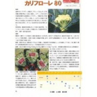 画像2: [イタリア野菜]　カリフローレ80　Lコート1000粒　　 トキタ種苗（株）