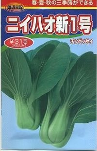 送料無料　[中国野菜]　チンゲンサイ　ニイハオ新1号　750粒　渡辺農事（株）