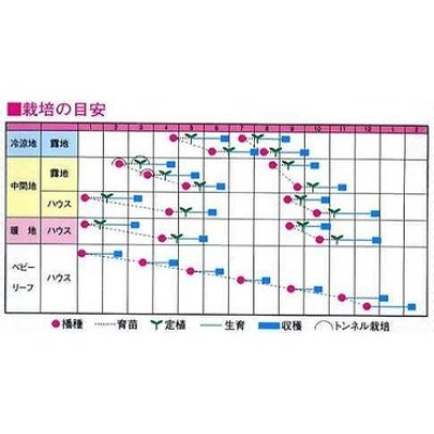 画像2: [中国野菜]　チンゲンサイ　ニイハオ・フォン（赤チンゲンサイ）5000粒　渡辺農事