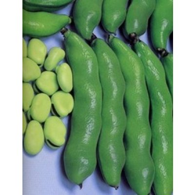 画像2: 送料無料　[そら豆]　陵西一寸　23粒　ヴィルモランみかど（株）