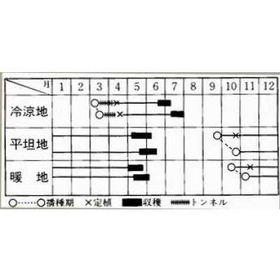 画像3: 送料無料　[そら豆]　陵西一寸　23粒　ヴィルモランみかど（株）