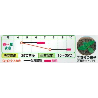 画像2: 農薬　殺ダニ剤　コロマイト乳剤　500ｍｌ