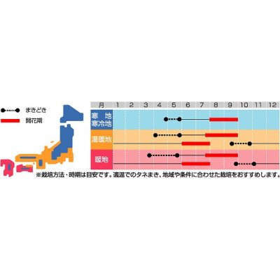 画像2: 花の種　アスター　松本混合　ボリュームパック　約558粒　サカタのタネ（株）実咲500