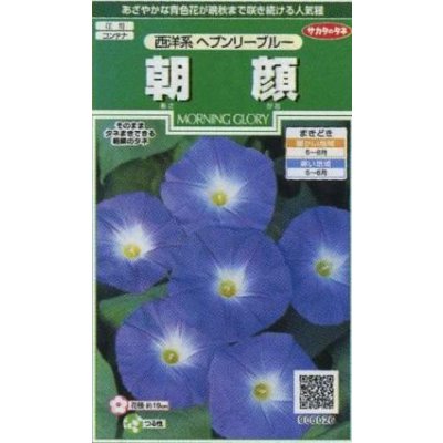 画像1: 送料無料　花の種　朝顔　西洋系　ヘブンリーブルー　約14粒　(株)サカタのタネ　実咲250（026201）