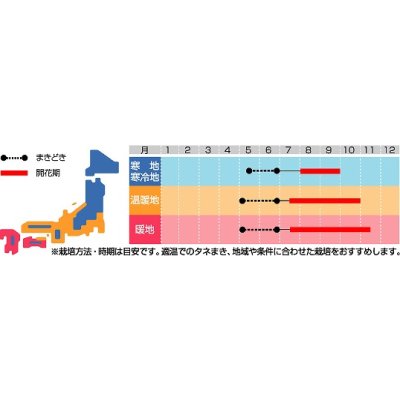 画像2: 花の種　朝顔　西洋系　ヘブンリーブルー　約14粒　サカタのタネ（株）実咲250