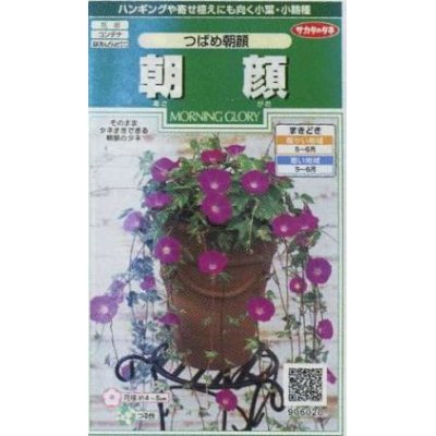 画像1: 花の種　朝顔　つばめ朝顔　約16粒　サカタのタネ（株）実咲250