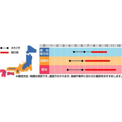 画像2: 花の種　けいとう　きもの混合　約143粒　サカタのタネ（株）実咲250