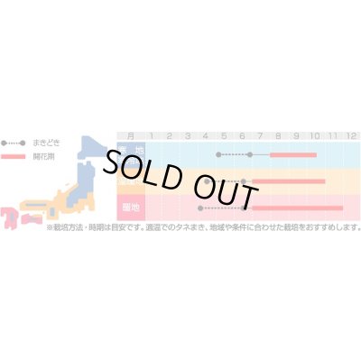 画像2: 送料無料　花の種　けいとう　きもの混合　約143粒　(株)サカタのタネ　実咲250（026234）
