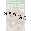 送料無料　花の種　赤花千日紅　ストロベリーフィールド　約20粒　(株)サカタのタネ　実咲250（026256）