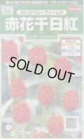 送料無料　花の種　赤花千日紅　ストロベリーフィールド　約20粒　(株)サカタのタネ　実咲250（026256）