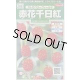 送料無料　花の種　赤花千日紅　ストロベリーフィールド　約20粒　(株)サカタのタネ　実咲250（026256）