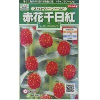 花の種　赤花千日紅　ストロベリーフィールド　約20粒　サカタのタネ（株）実咲250