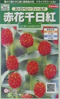 花の種　赤花千日紅　ストロベリーフィールド　約20粒　サカタのタネ（株）実咲250