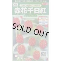 送料無料　花の種　赤花千日紅　ストロベリーフィールド　約20粒　(株)サカタのタネ　実咲250（026256）