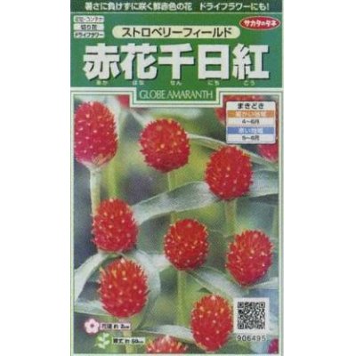 画像1: 花の種　赤花千日紅　ストロベリーフィールド　約20粒　サカタのタネ（株）実咲250