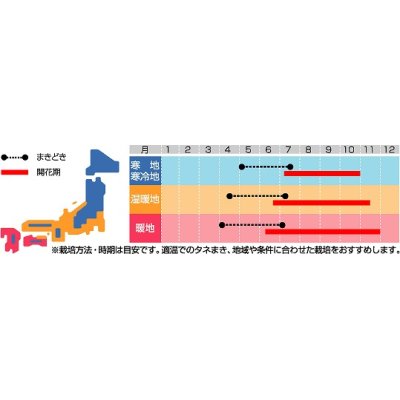 画像2: 花の種　コスモス　パレードミックス　小袋　サカタのタネ（株）実咲250