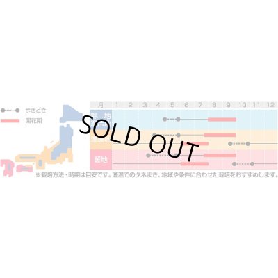 画像2: 送料無料　花の種　アスター　松本　パステルミックス　約190粒　(株)サカタのタネ　実咲250（026213）