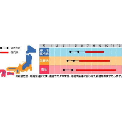 画像2: 花の種　金蓮花　ホワリーバード　約15粒　サカタのタネ（株）実咲250