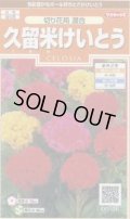 送料無料　花の種　けいとう　久留米けいとう　切り花用混合　約145粒　(株)サカタのタネ　実咲200（026324）