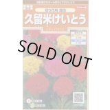 送料無料　花の種　けいとう　久留米けいとう　切り花用混合　約145粒　(株)サカタのタネ　実咲200（026324）