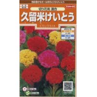 花の種　 けいとう　久留米けいとう　約145粒　サカタのタネ（株）実咲200