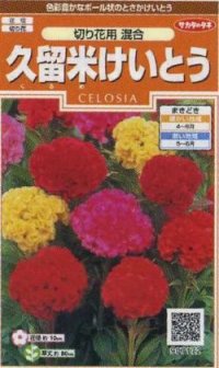 花の種　 けいとう　久留米けいとう　約145粒　サカタのタネ（株）実咲200