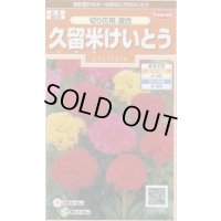 送料無料　花の種　けいとう　久留米けいとう　切り花用混合　約145粒　(株)サカタのタネ　実咲200（026324）