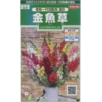 花の種　金魚草　高性一代交配系混合　約86粒　サカタのタネ（株）実咲250