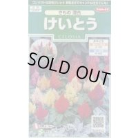 送料無料　花の種　けいとう　きもの混合　約143粒　(株)サカタのタネ　実咲250（026234）