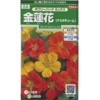 花の種　金蓮花　ホワリーバード　約15粒　サカタのタネ（株）実咲250