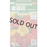 送料無料　花の種　金蓮花　ホワリーバード　約15粒　(株)サカタのタネ　実咲250（026228）