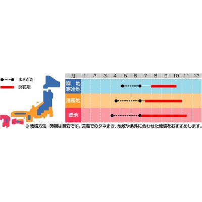 画像2: 花の種　赤花千日紅　ストロベリーフィールド　約20粒　サカタのタネ（株）実咲250