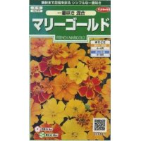 花の種　マリーゴールド　一重咲き混合　約50粒　サカタのタネ（株）実咲250