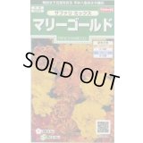 送料無料　花の種　マリーゴールド　サファリミックス　約29粒　(株)サカタのタネ　実咲250（026294）