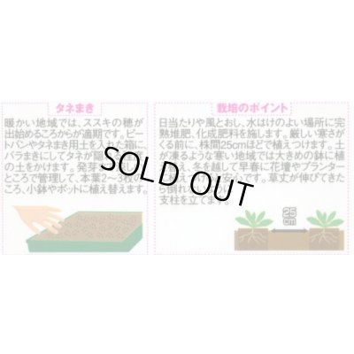 画像2: 花の種 カンパニュラ メイミックス 約65粒 (株)サカタのタネ 実咲350(026097)