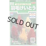 送料無料　花の種　羽毛けいとう　センチュリーミックス　約143粒　(株)サカタのタネ　実咲250（026233）