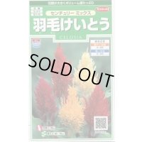 送料無料　花の種　羽毛けいとう　センチュリーミックス　約143粒　(株)サカタのタネ　実咲250（026233）