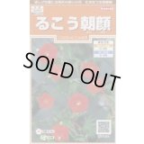 送料無料　花の種　るこう朝顔　約22粒　(株)サカタのタネ　実咲200（026371）