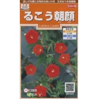 花の種　るこう朝顔　約22粒　サカタのタネ（株）実咲200