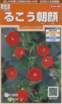 花の種　るこう朝顔　約22粒　サカタのタネ（株）実咲200