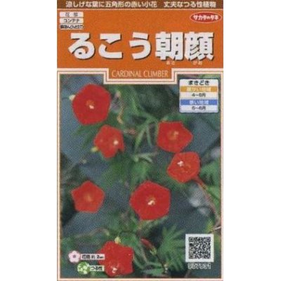 画像1: 花の種　るこう朝顔　約22粒　サカタのタネ（株）実咲200