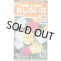 送料無料　花の種　おしろい花　約15粒　(株)サカタのタネ　実咲200（026310）
