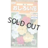 送料無料　花の種　おしろい花　約15粒　(株)サカタのタネ　実咲200（026310）