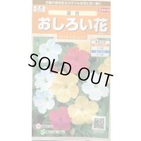 送料無料　花の種　おしろい花　約15粒　(株)サカタのタネ　実咲200（026310）