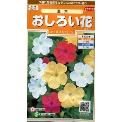 画像1: 花の種　おしろい花　約15粒　 　サカタのタネ（株）実咲200